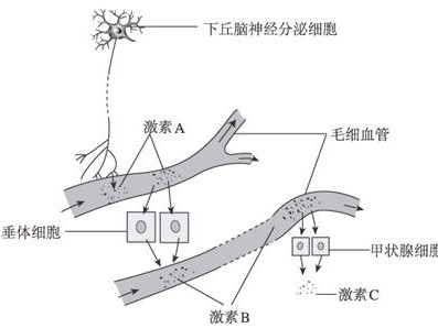 秘鲁玛卡效果怎么样
